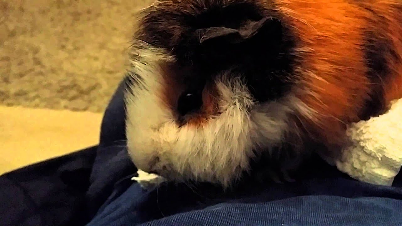 My guinea pig is throwing up?