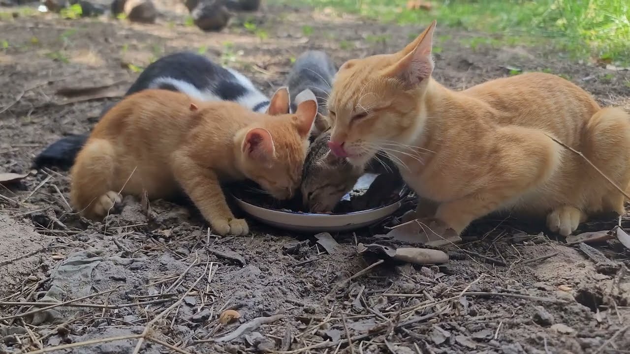 Everyone Wants the Cat Food 😄🐾 Cozy Feeding Moments on the Farm | Paw & Hoof Life