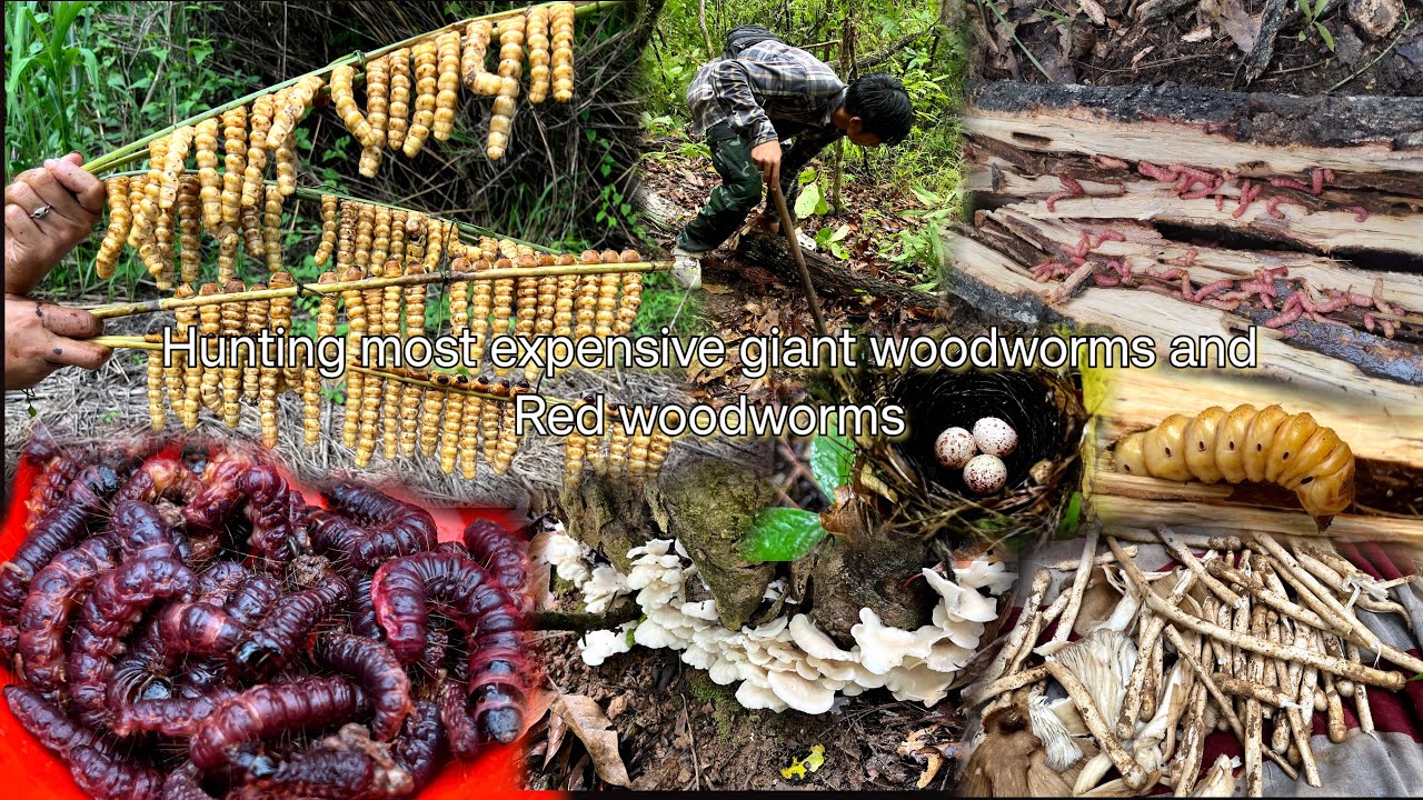 Hunting most expensive giant woodworms and red woodworms 😱 unlimited worms & mushrooms 😦