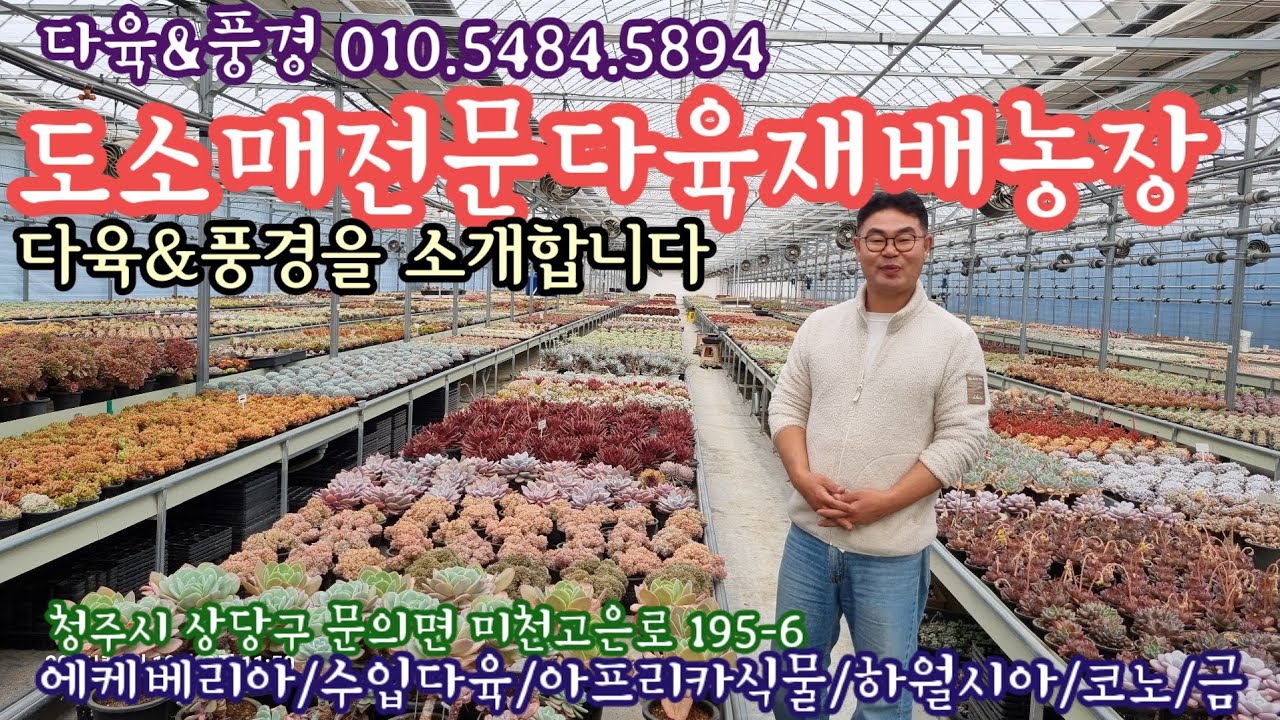 대한민국 대표 다육이 재배농장을 소개합니다! 도소매전문, 다육이 에케베리아, 히월시아,코노,아프리카식물, 수입다육 다육&풍경 010.5484.5894 