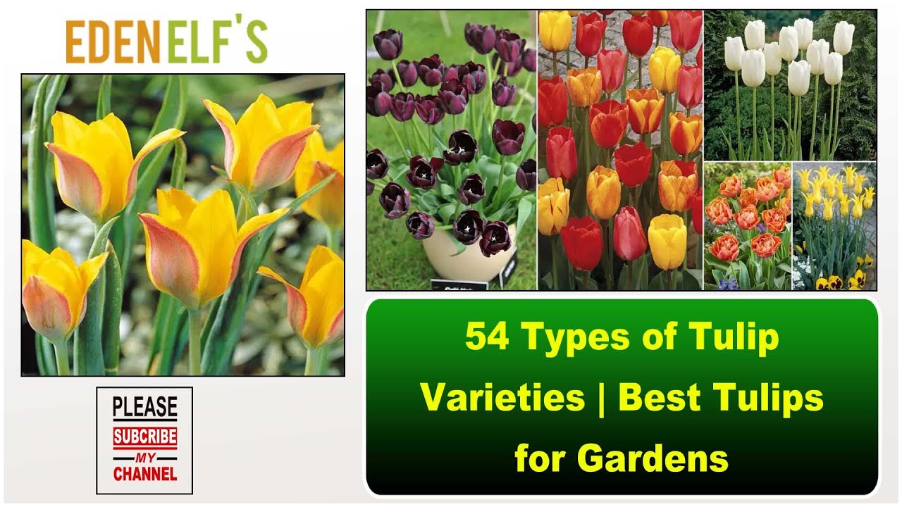 Tulip Varieties| 54 Types of Tulip Varieties | Best Tulips for Gardens