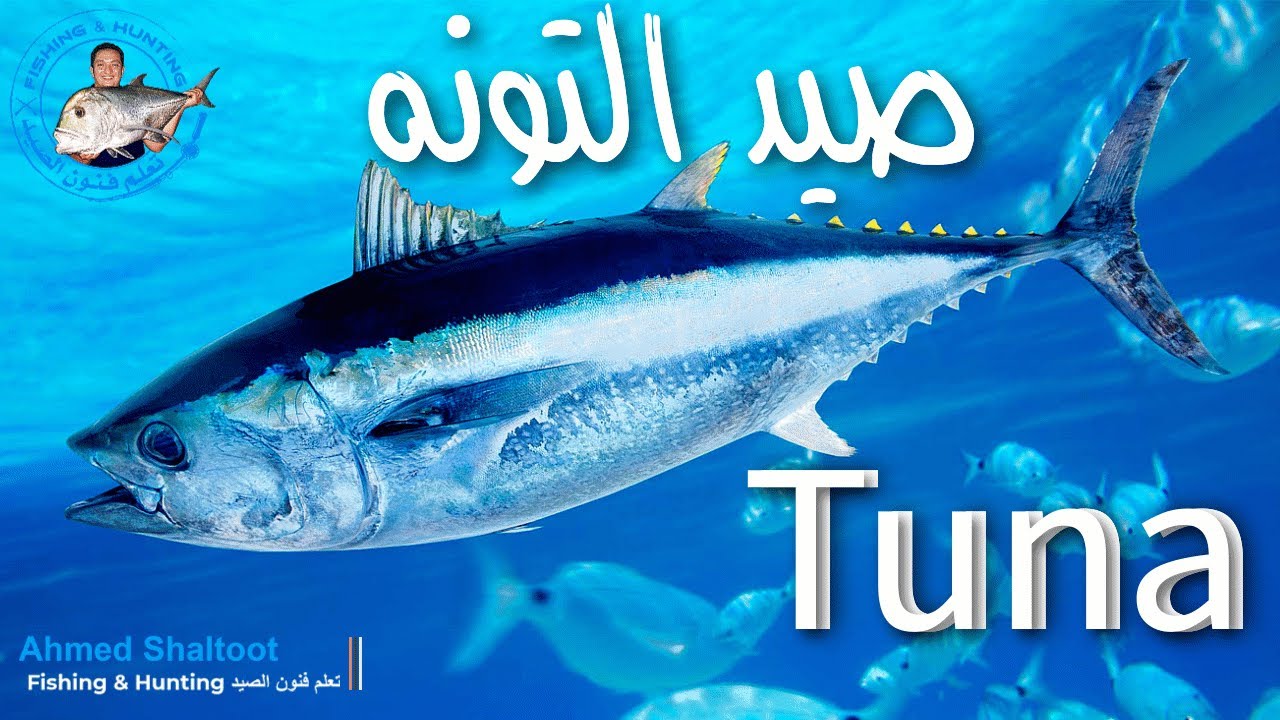 صيد اسماك التونه بكميات كبيرة !! هل هو صيد سهل ؟