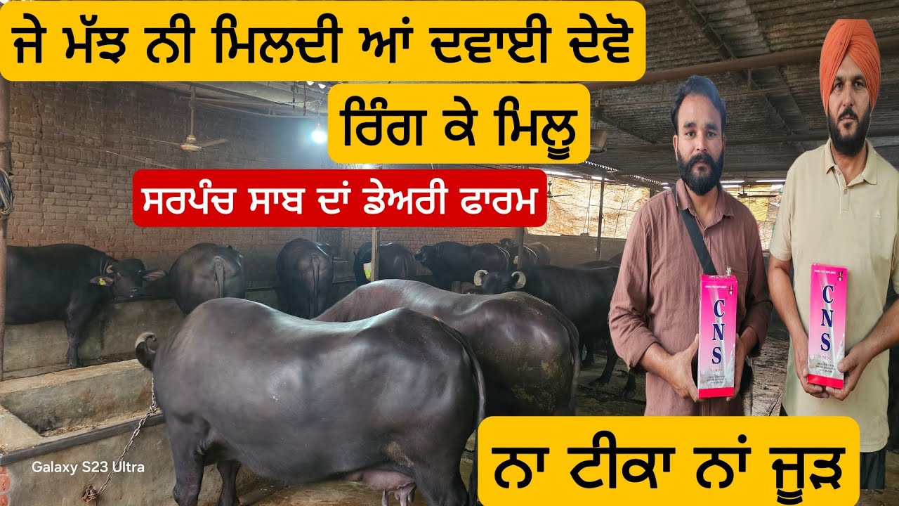 ਅੱਜ ਦਾ ਗੇੜਾਂ ਸਰਪੰਚ ਸਾਬ ਦੇ ਫਾਰਮ ਤੇ ਕਿਲੋ ਤੂੜੀ ਇੱਕ ਪਸ਼ੂ ਨੂੰ ਪਿੰਦੀ ਸਿੱਧੂ ਨਾਲ ਮੁਲਾਕਾਤ @pindisidhufarm88