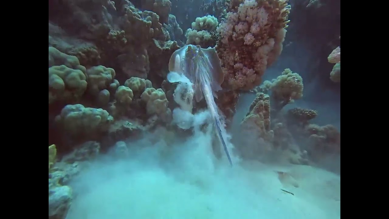 Middle reef, près de safaga