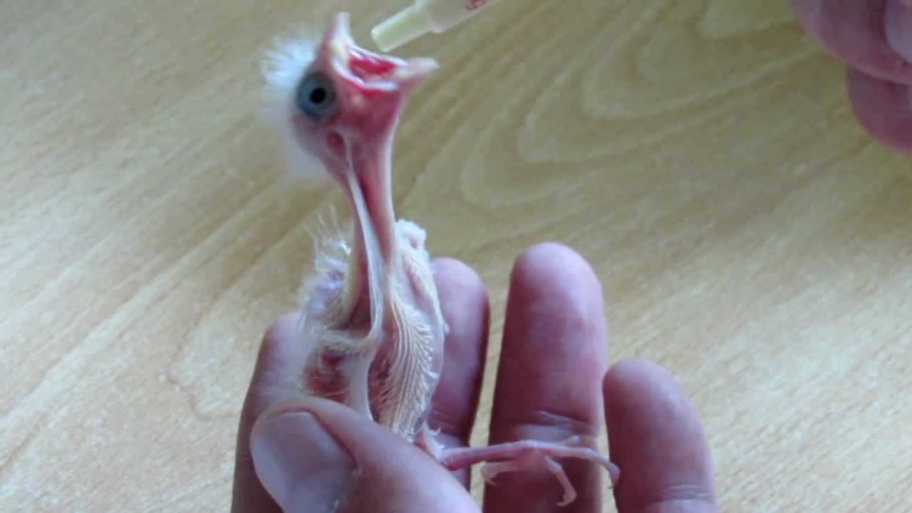hand feeding my 10 days old Waterslager Canary_02