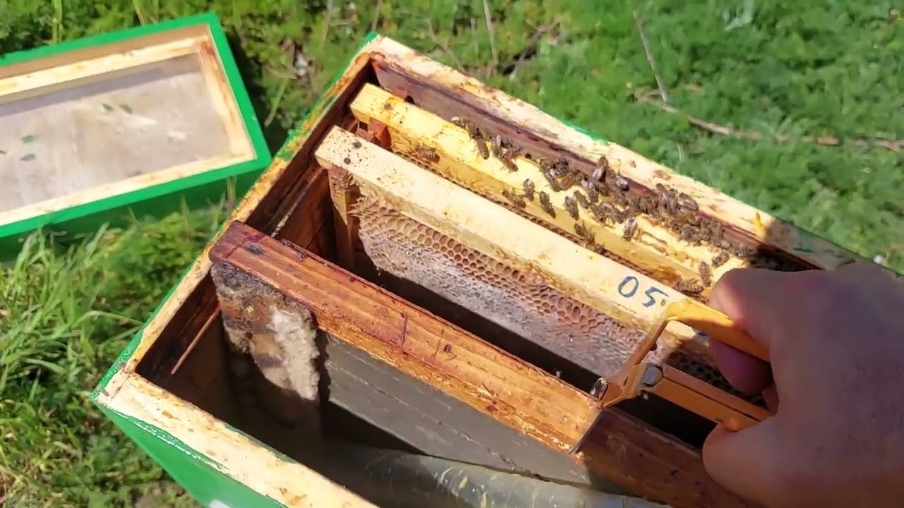 Peste 40 kg miere media pe stup si fac roi fără numar