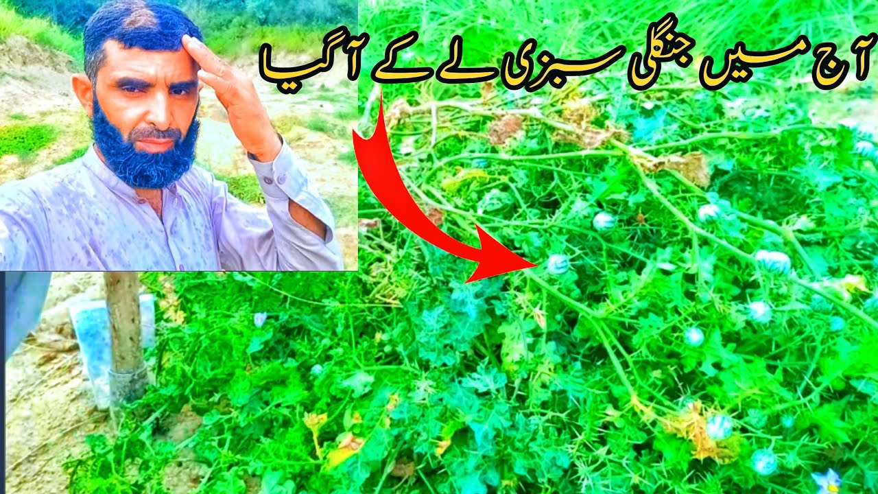 aaj mein jangli sabzi lay aya | beautiful vegetable in may jungle