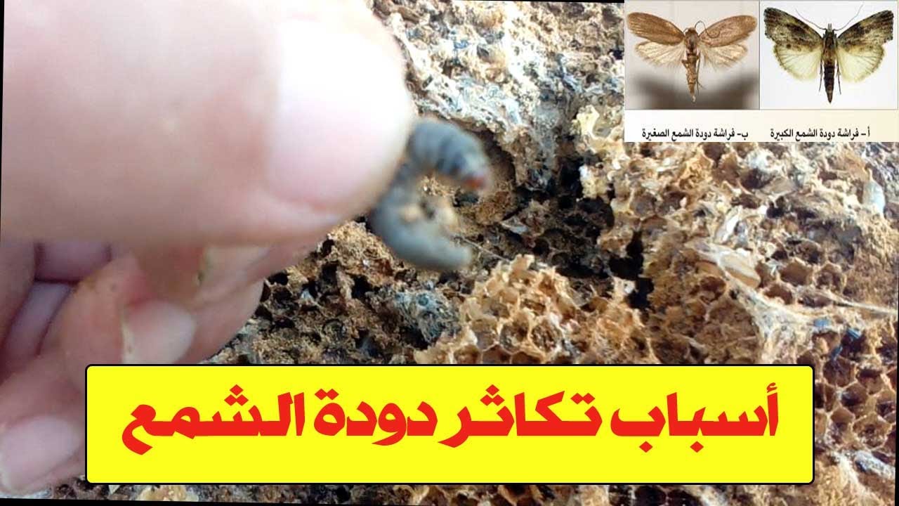 أسباب تكاثر دودة الشمع