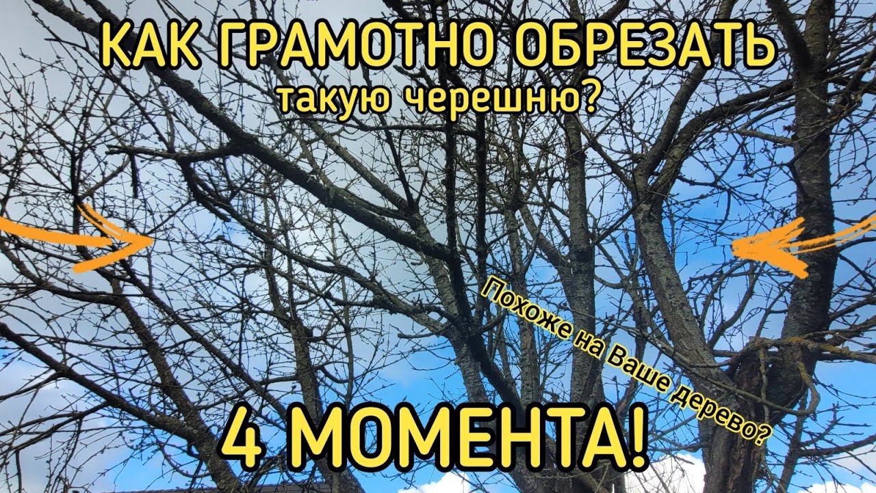 ОБРЕЗКА СТАРОЙ ЧЕРЕШНИ ЗАПУЩЕННОЙ 4 Главных Правила! Пошаговая Инструкция