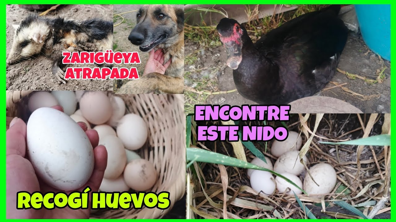 LANDY 🐕‍🦺 proteje el gallinero...Muchos HUEVOS recogí...buscando pasto encontré un NIDO