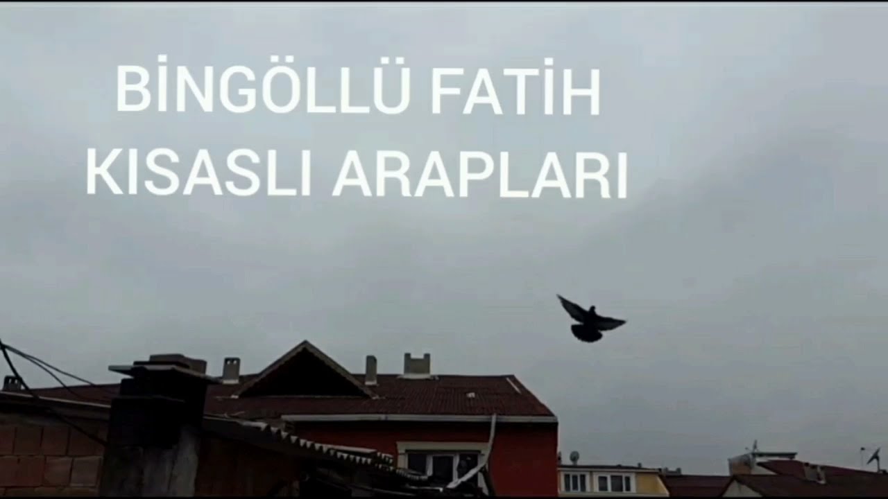 BİNGÖLLÜ FATİH KISASLI ARAPLARI OYUN KUŞU VİDEOLARI 2