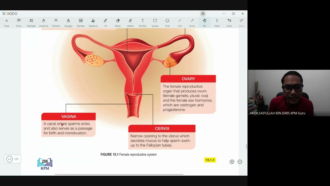 Chapter 15 Sexual Reproduction Part 1