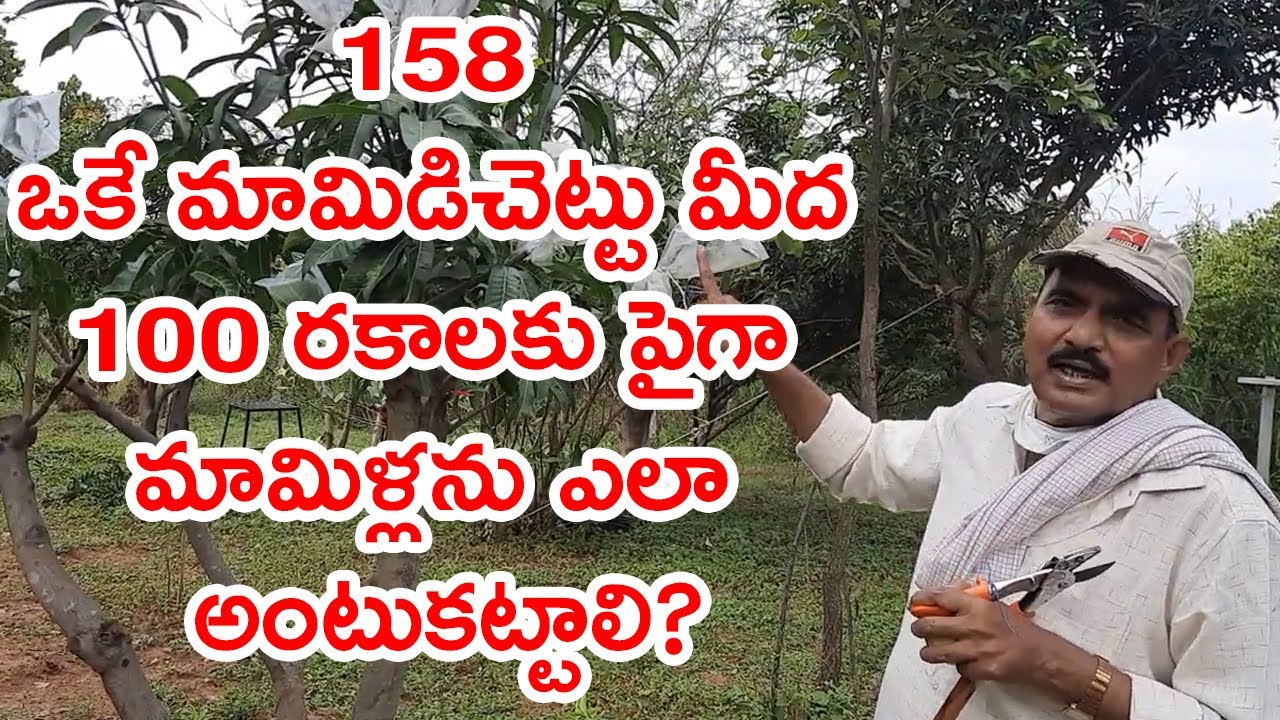 how to graft 100 varieties on one mango tree||hari babu ||organic ||natural