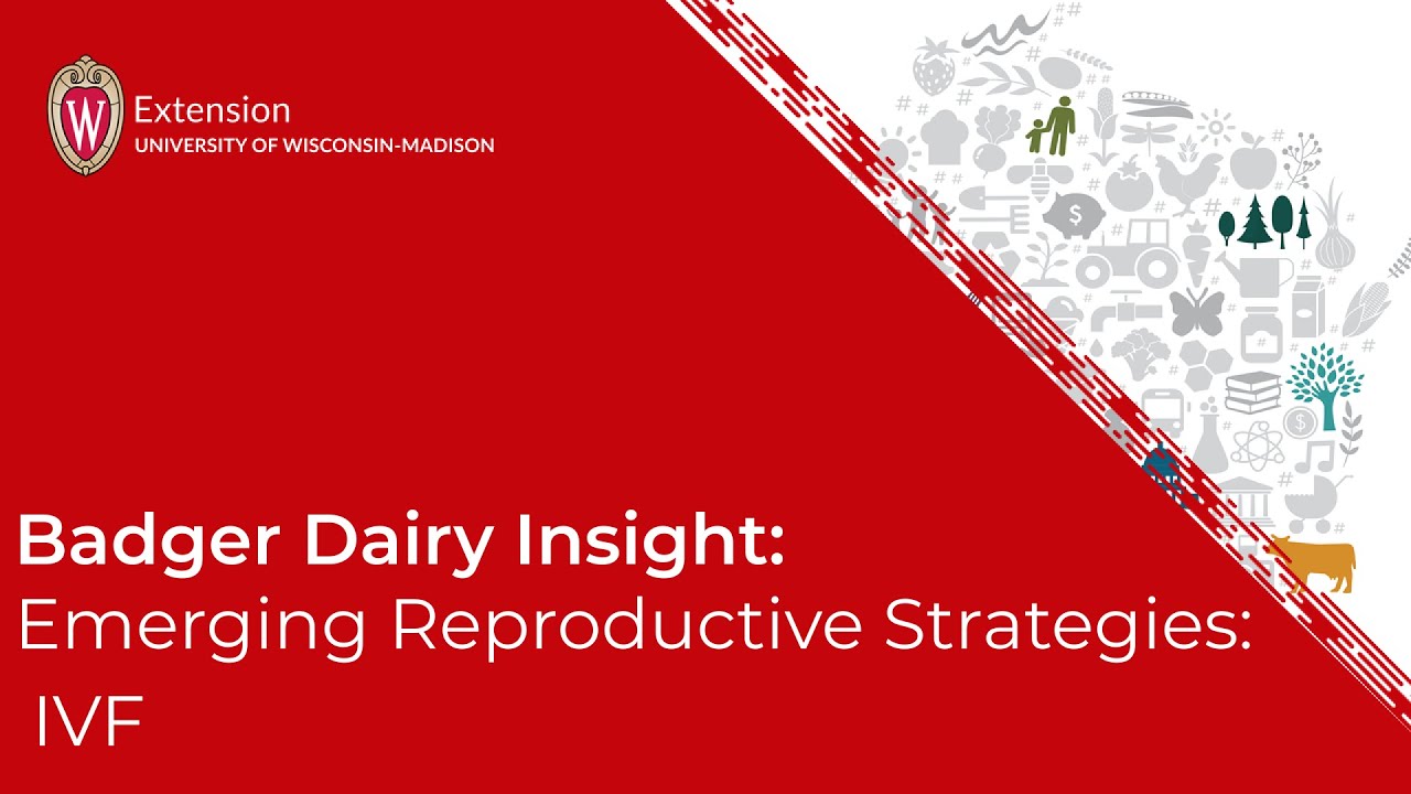 Badger Dairy Insight: Emerging Reproductive Strategies : IVF