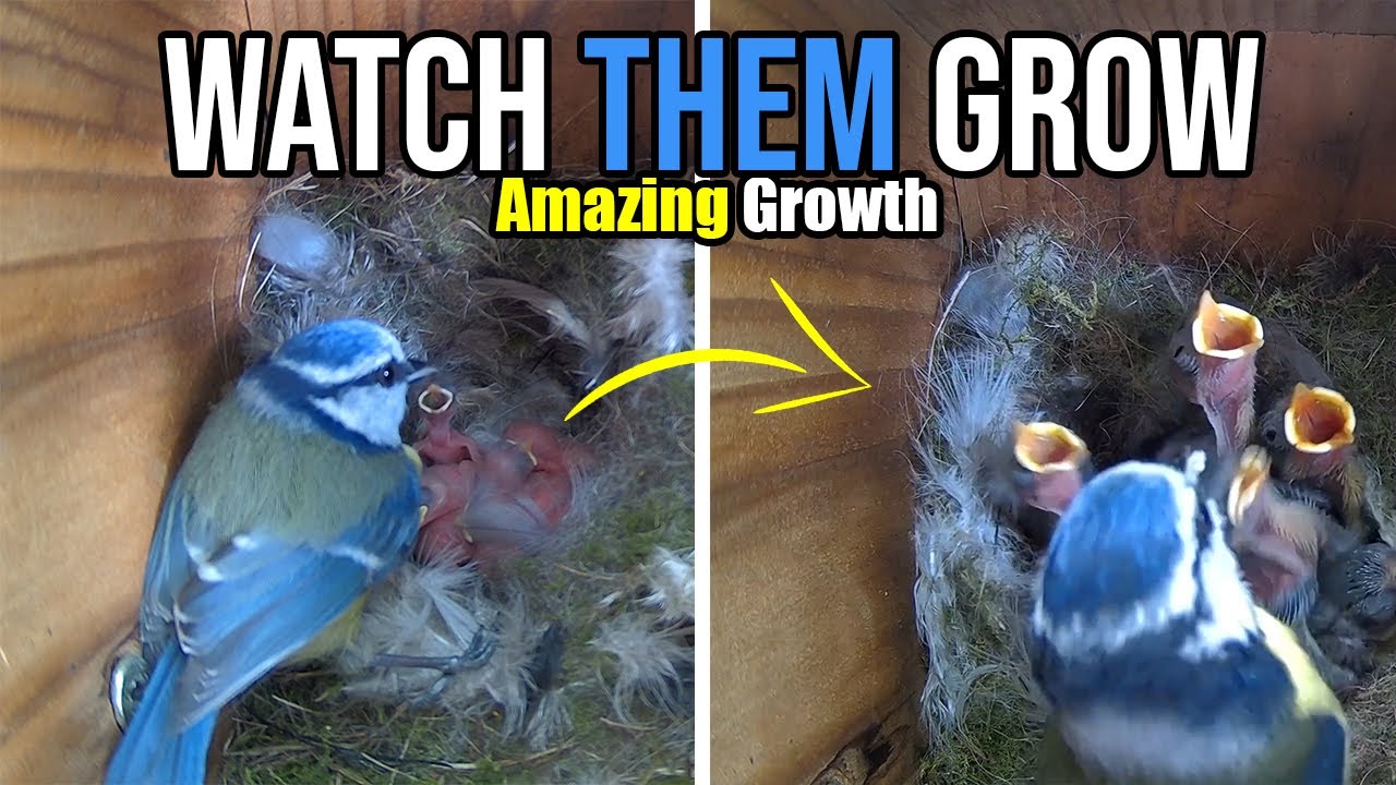 New Born to Feathers - Bird Nesting Series