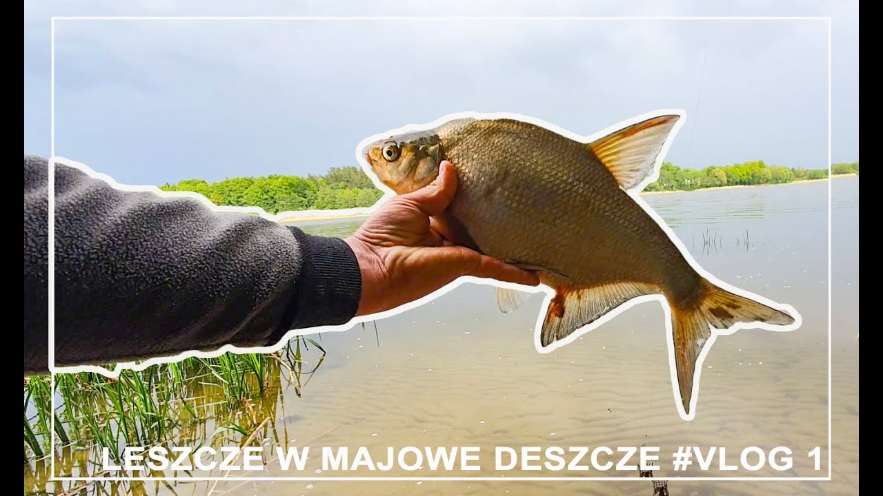 Leszcze w Majowe Deszcze na Klasyczny Feeder