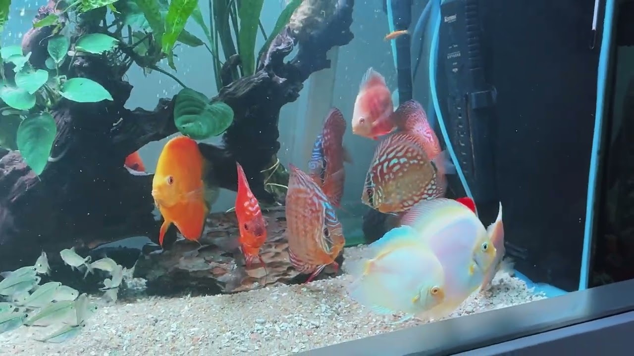 Aquarium 600 letters for discus fish 
