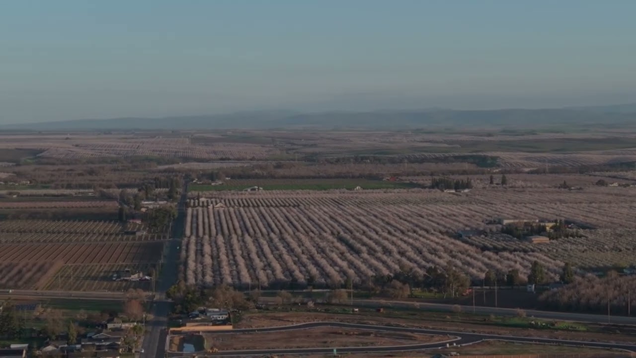 Almond blossoms as far as the eye can see.