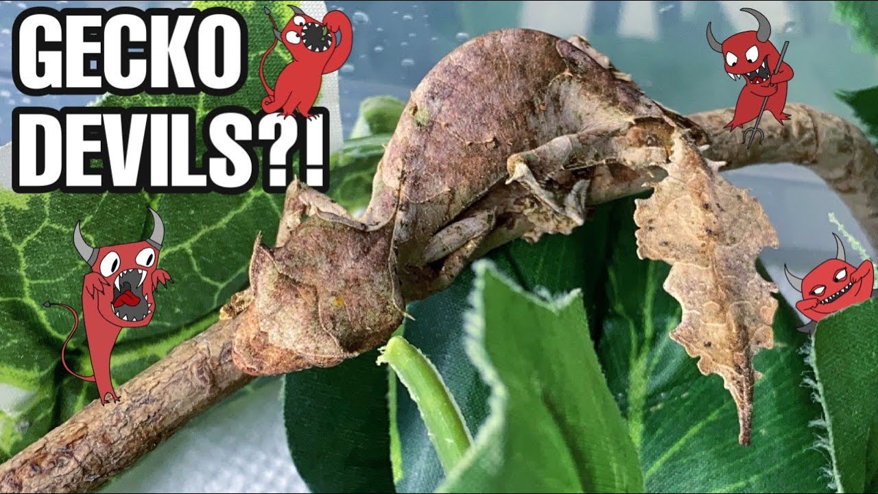 Are they okay now? Leaf- tailed gecko update and feeding (Uroplatus phantasticus)