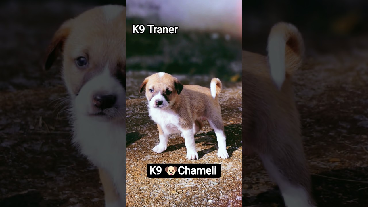 देसी है इसलिए कोई लाइक नही करते हम को 🥺🐶