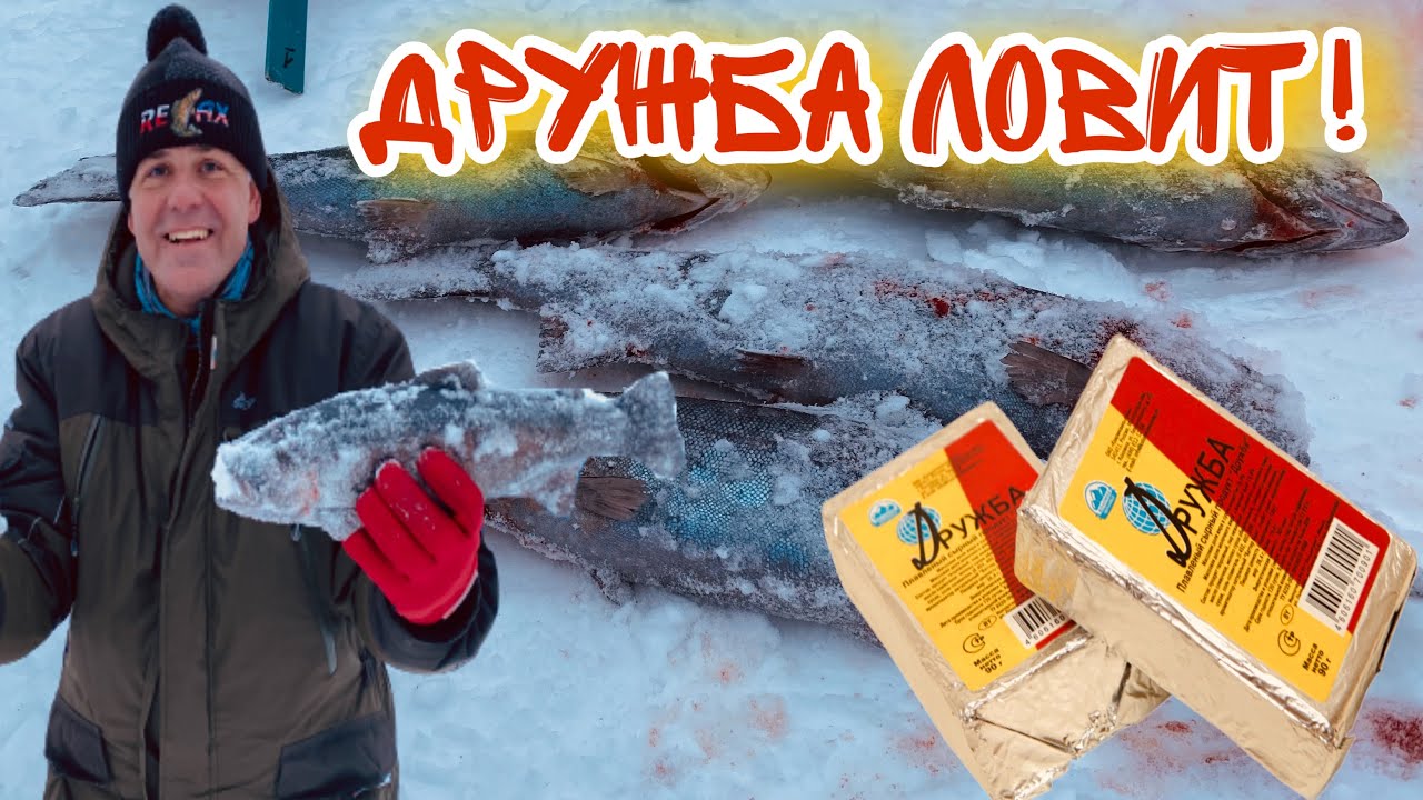 ПОЙМАЛ НА ДРУЖБУ! Плавленный сыр ловит Форель Атака форели на раттлин