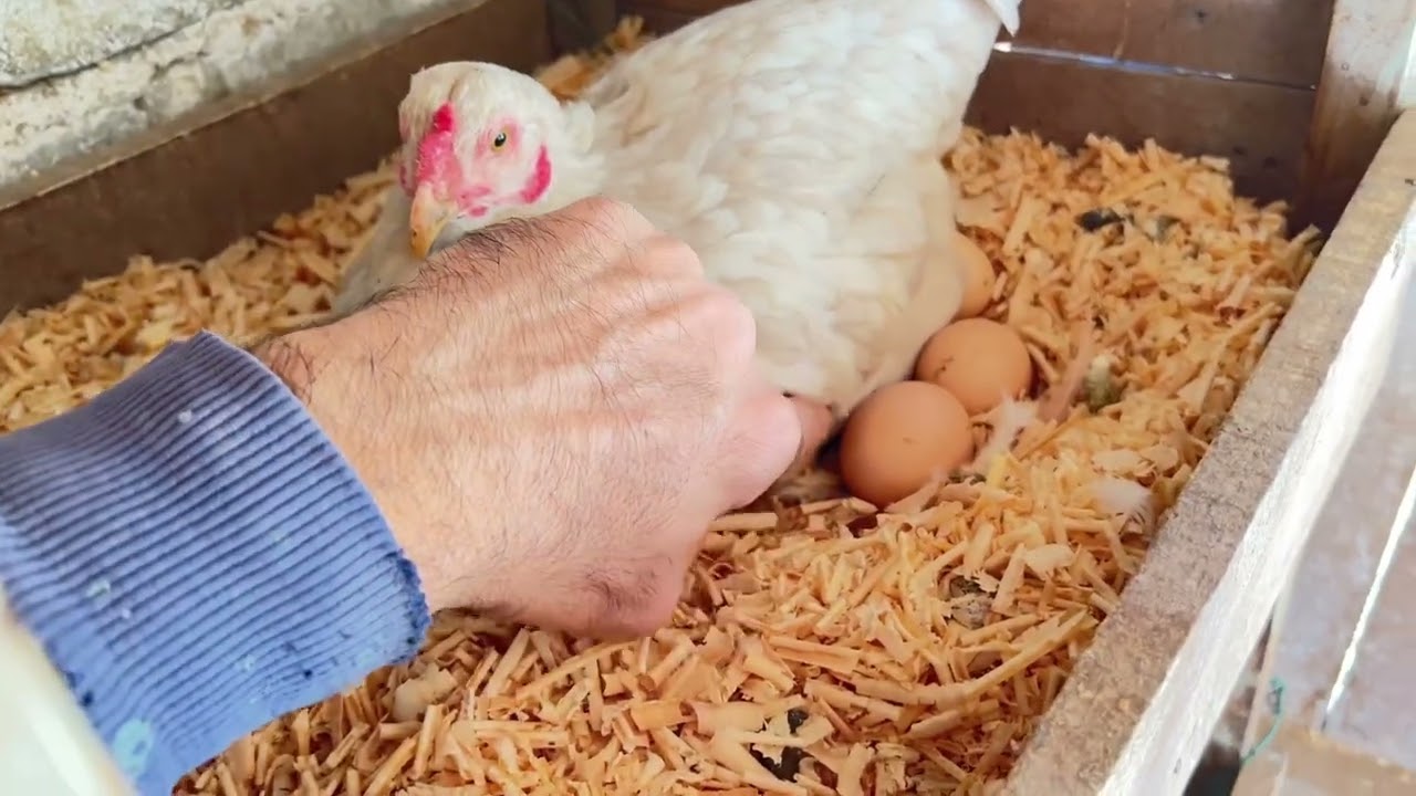 Eğer tavuğunuz gurk olmuyorsa bu yöntemi mutlaka deneyin 🐔🥚🥚🥚🐣