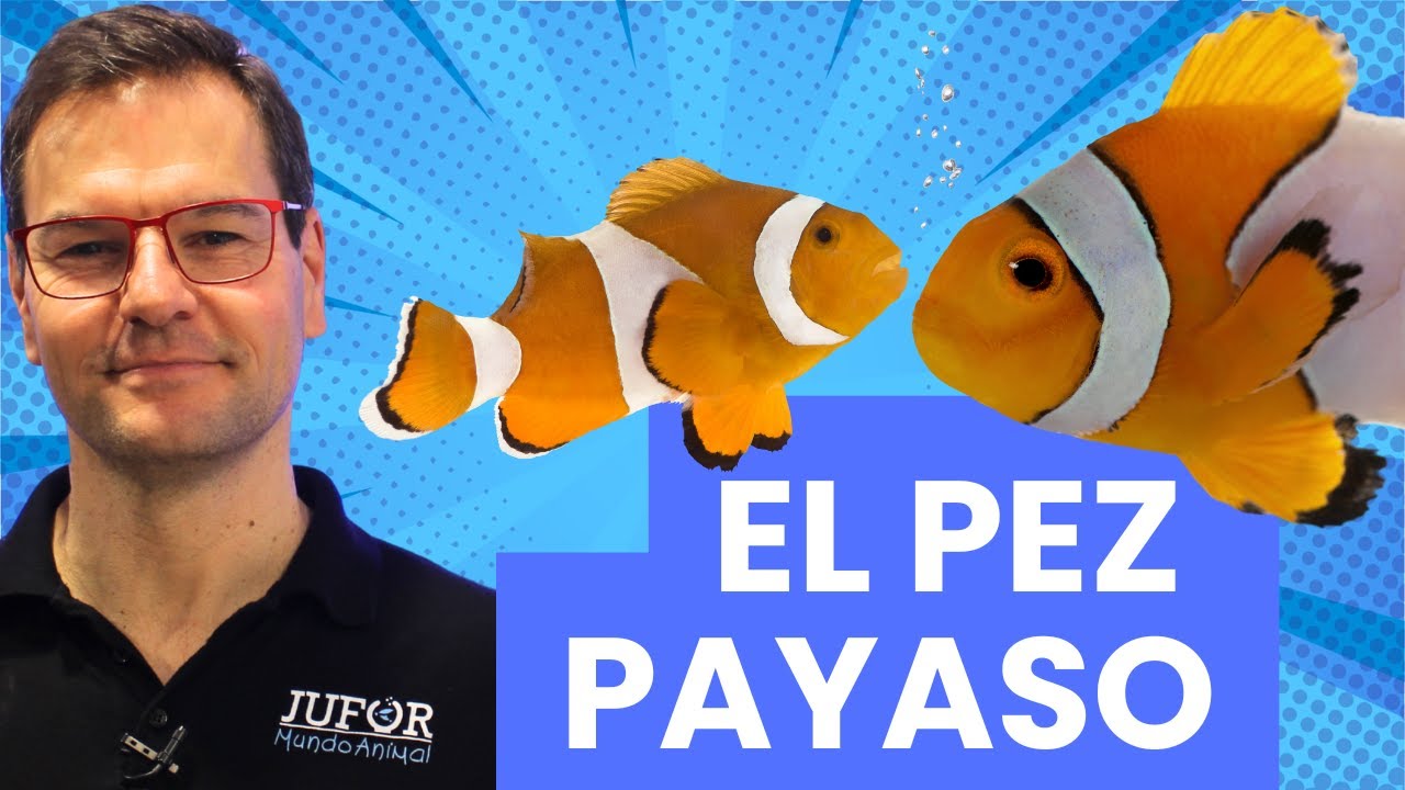 Los peces payaso en tu acuario