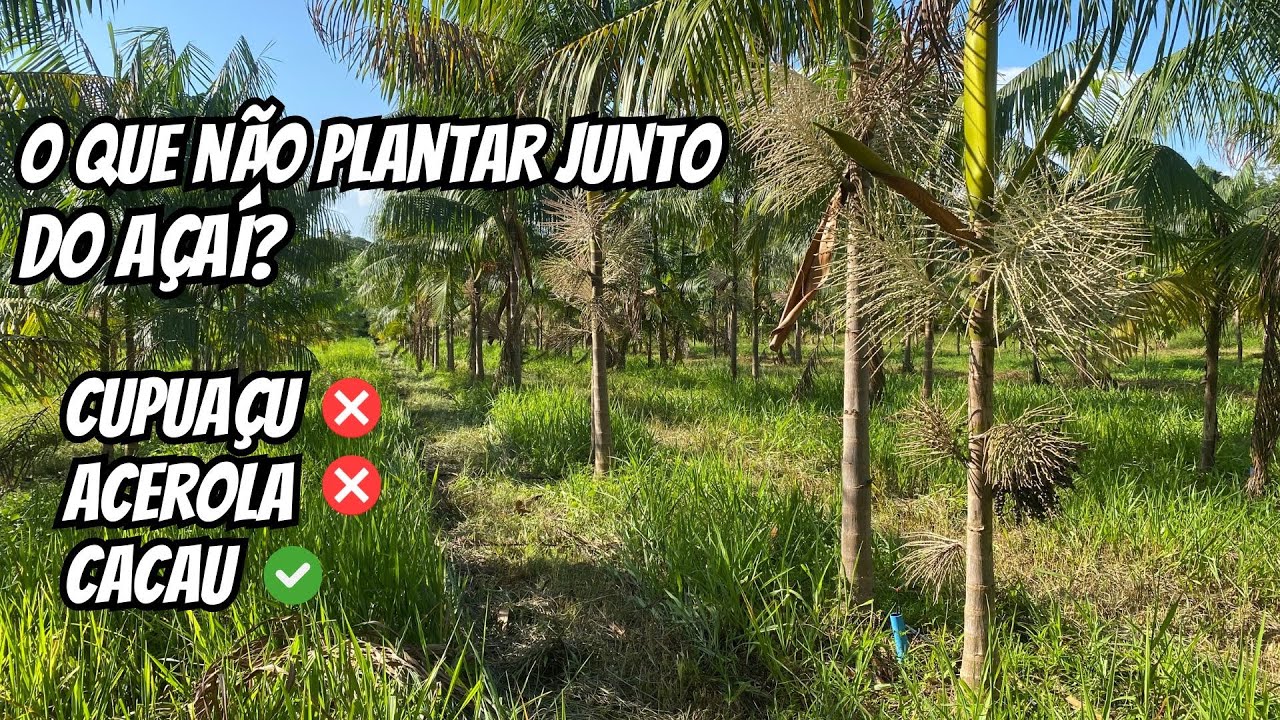 O que NÃO PLANTAR junto com açaí?