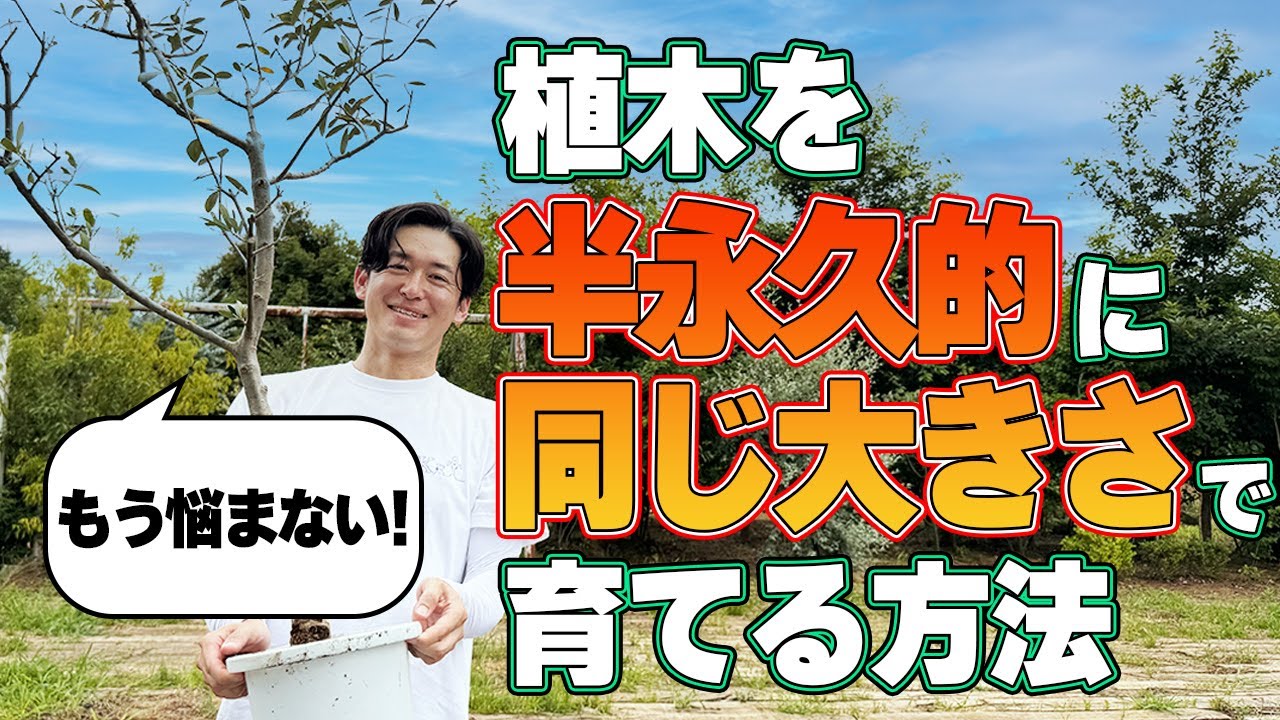 【もう無理しない】植木をずっと同じ大きさで管理する方法。【同じ大きさの鉢への植え替え】