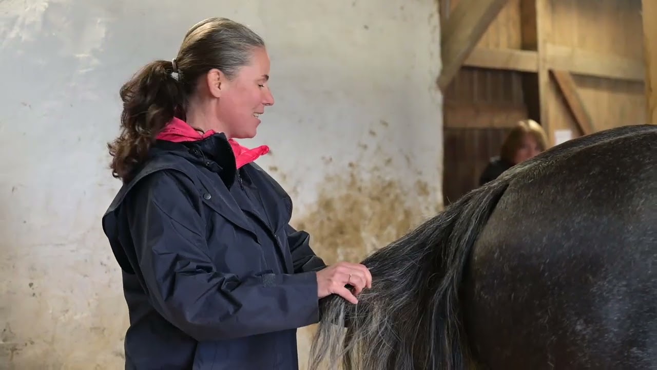 Alte Ängste, blockierter Rücken, Schweifarbeit beim Pferd