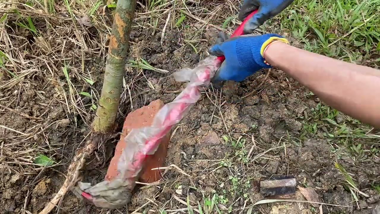 Basic Hand Tools vs. Car Jack: Which is Best for Tree Removal After Windthrow