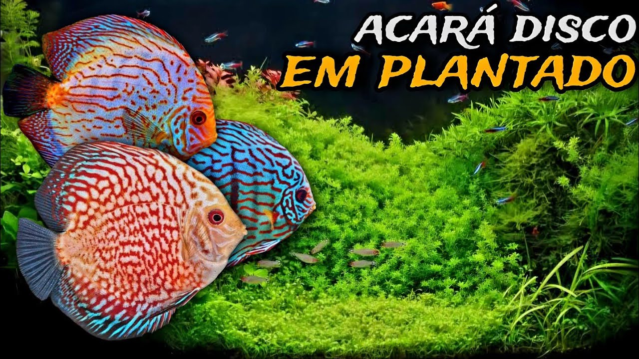 AQUÁRIO PLANTADO COM ACARÁ DISCO: O QUE VOCÊ PRECISA SABER!