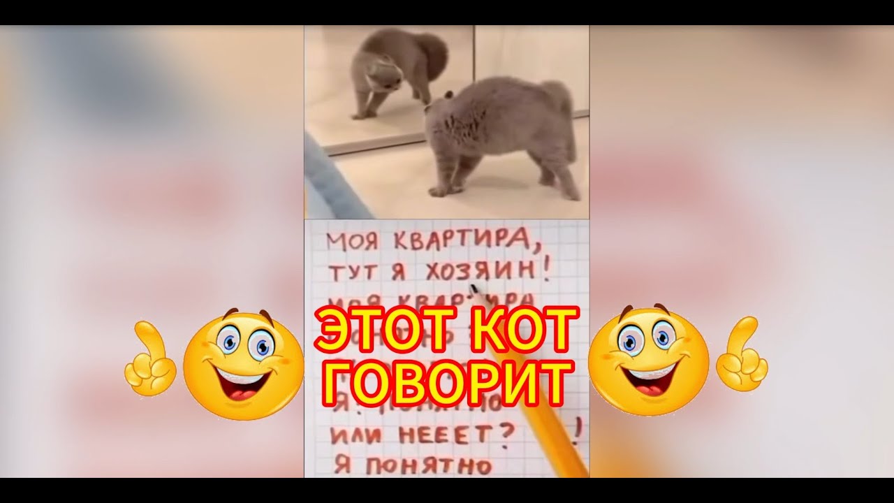 Этот Кот Говорит