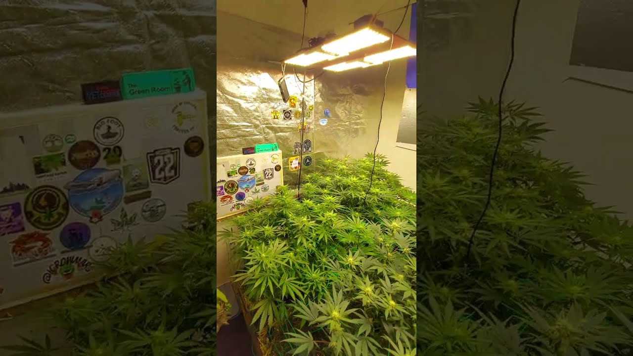 Seed To Harvest: Humboldt Seed Earthbox Living Soil Cronk Puur Organics