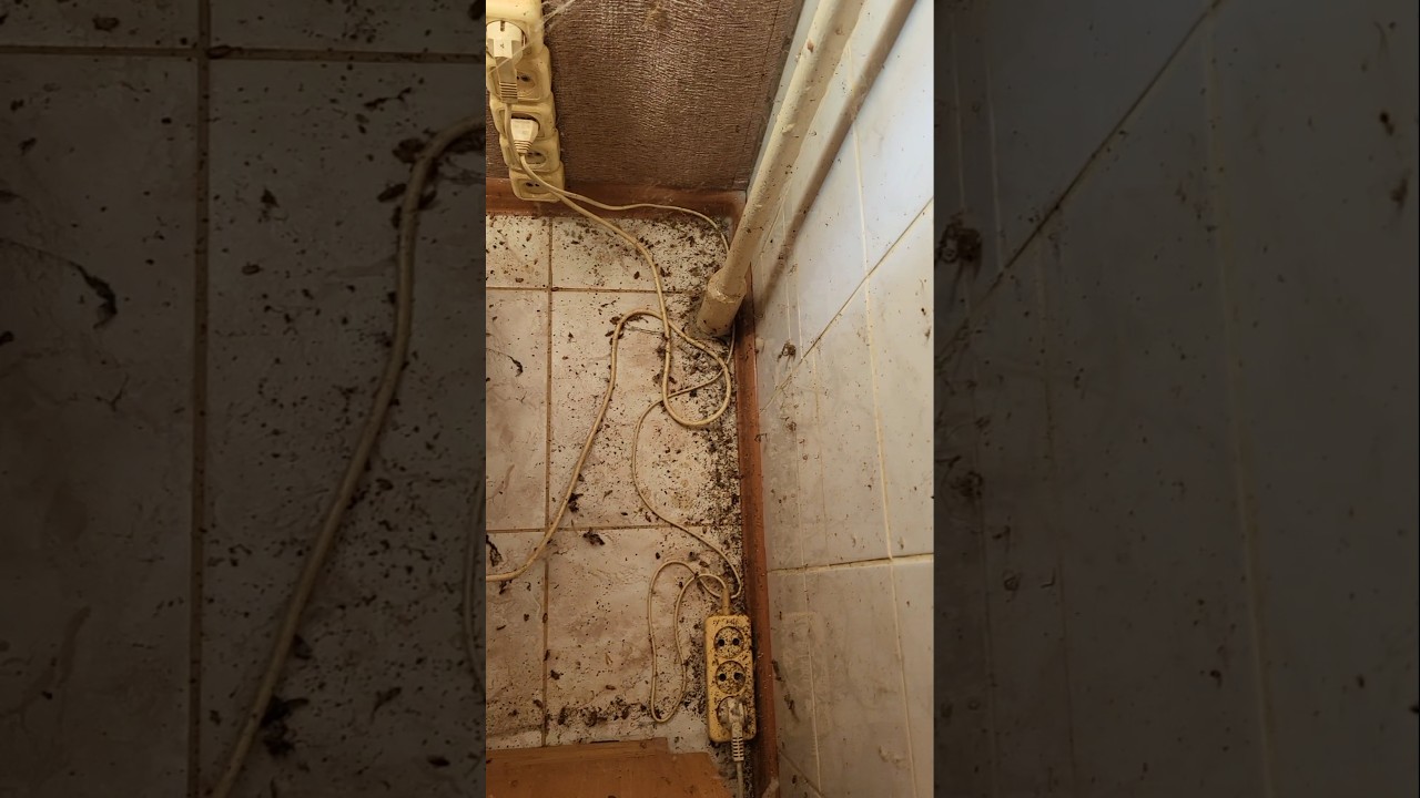 Пауки съели в квартире всех тараканов. #клопы #ремонт #тараканы #пауки