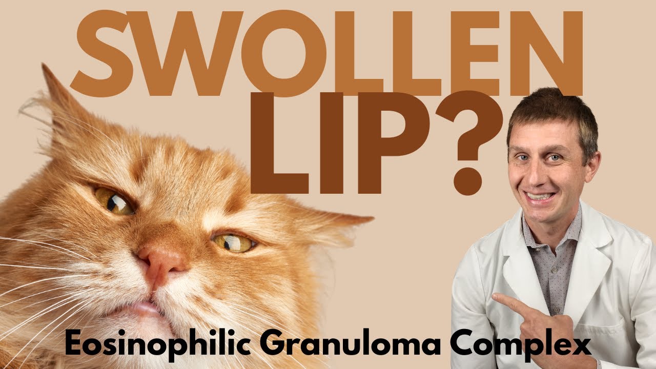 My Cat Has a Swollen Lip | Eosinophilic Granuloma Complex in Cats
