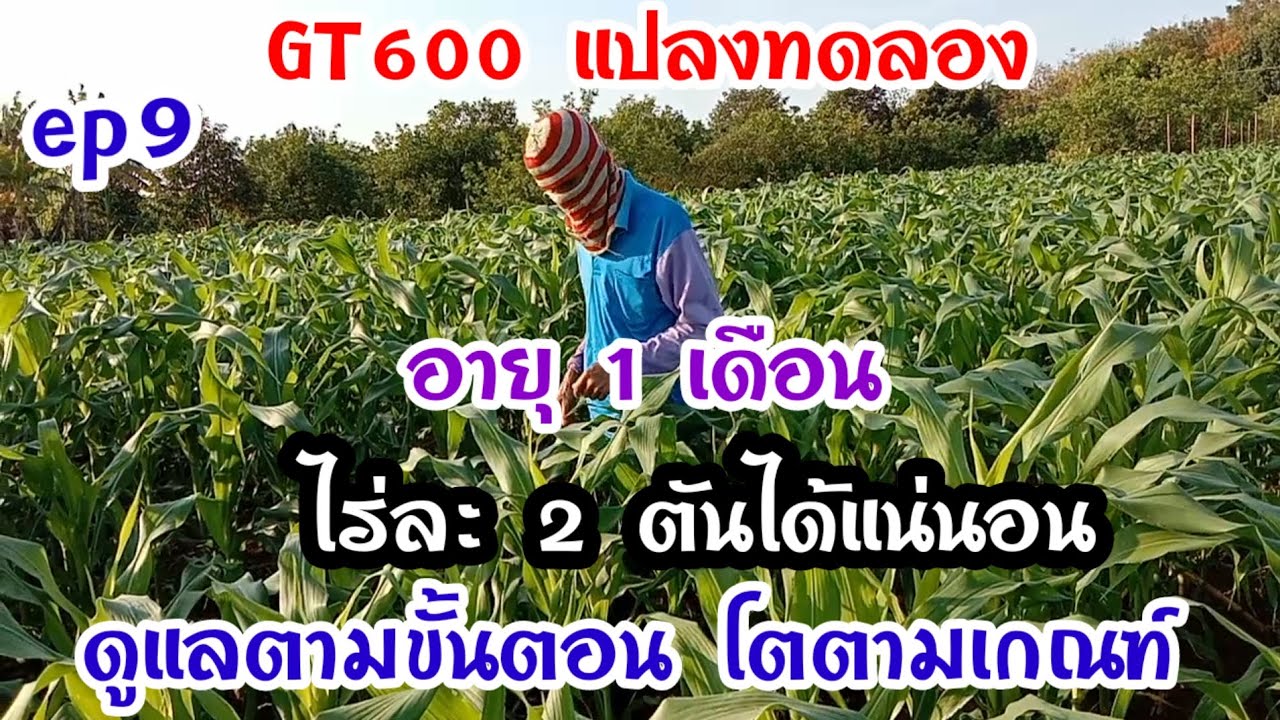 ep9 GT 600 แปลงทดลองไร่ละ 2 ตันไม่ยากอย่างที่คิด ขอแค่ทำตามหลักเกณฑ์โตตามวัย