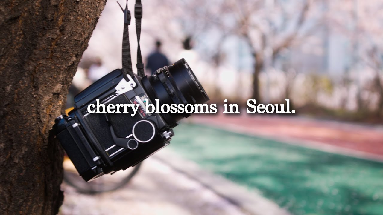 Cherry Blossom Sprocket Photography in Seoul - 35mm Film in a 120 Camera