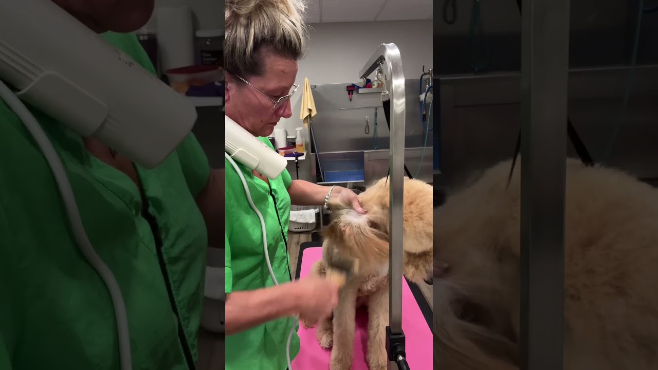 Have you tried this dog dryer?