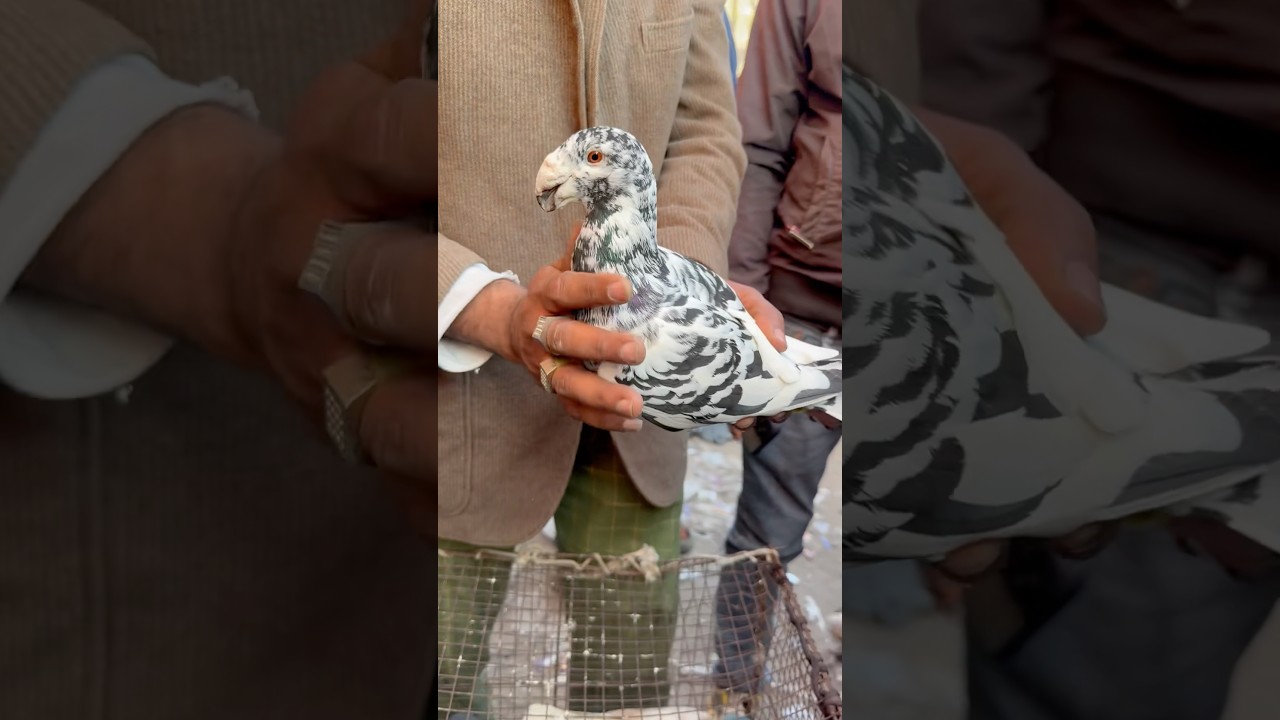 jama masjid birds market delhi 2025 #jamamasjid #kabutar #pigeon #birds #youtubeshorts #shortsfeed