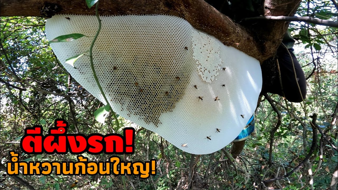 รังผึ้งเกาะคอนรก! กว่าจะได้แต่ละรังไม่ง่ายเลยจริงๆ / ผึ้งหลวง นครอุบลฯ