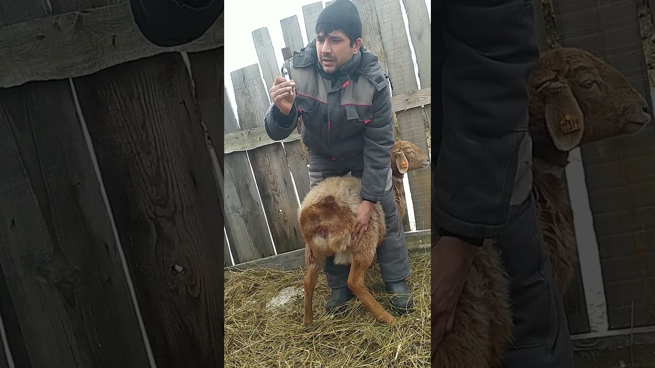 Лечим чесотку и гельминтов и шерсти едав у овец, препарат Ивермек.