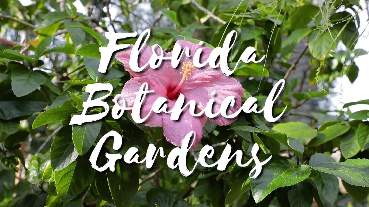 The Florida Botanical Gardens: A tropical oasis near Clearwater, Florida