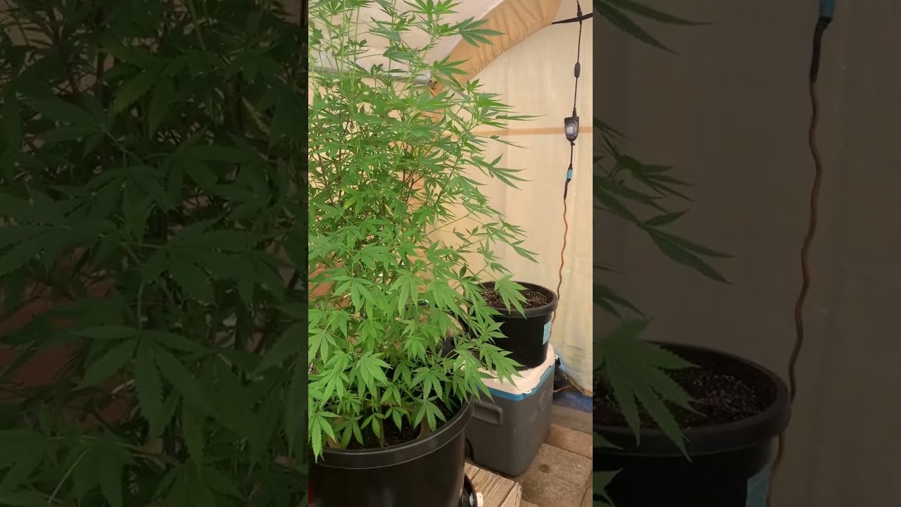 Blue Dream and Chemdog &lsquo;91 looking awesome from Cali Connection seeds!!!