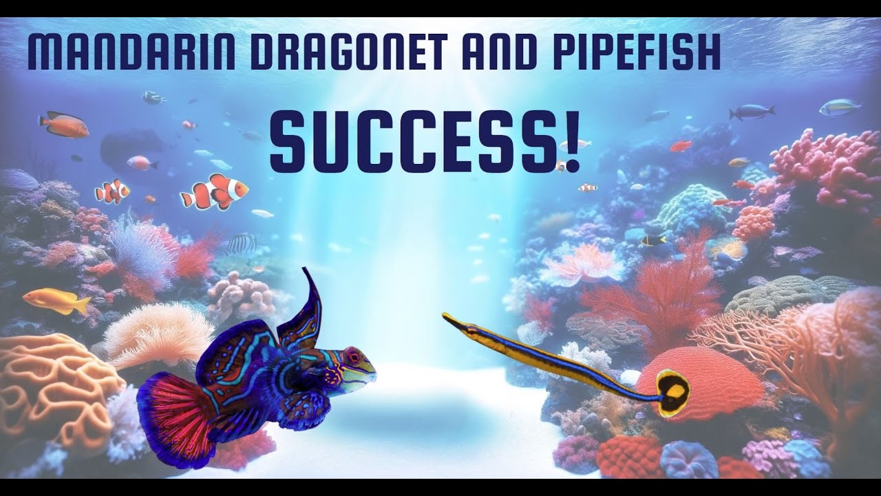 Keeping Mandarins, Scooter Blennys & Pipefish Alive and Thriving