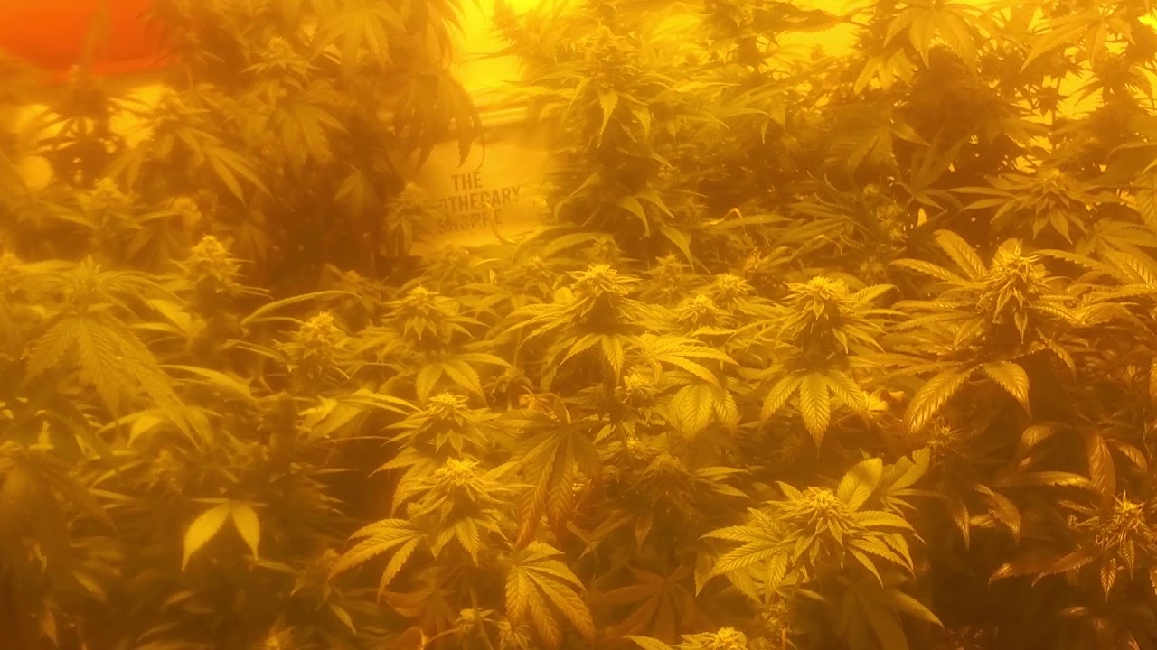 Flower day 40 medical marijuana