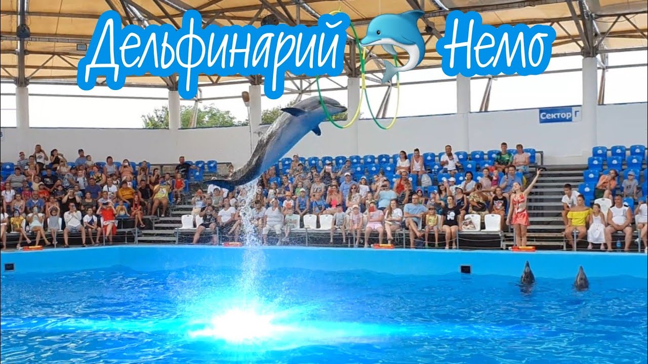 Дельфинарий 🐬 Немо