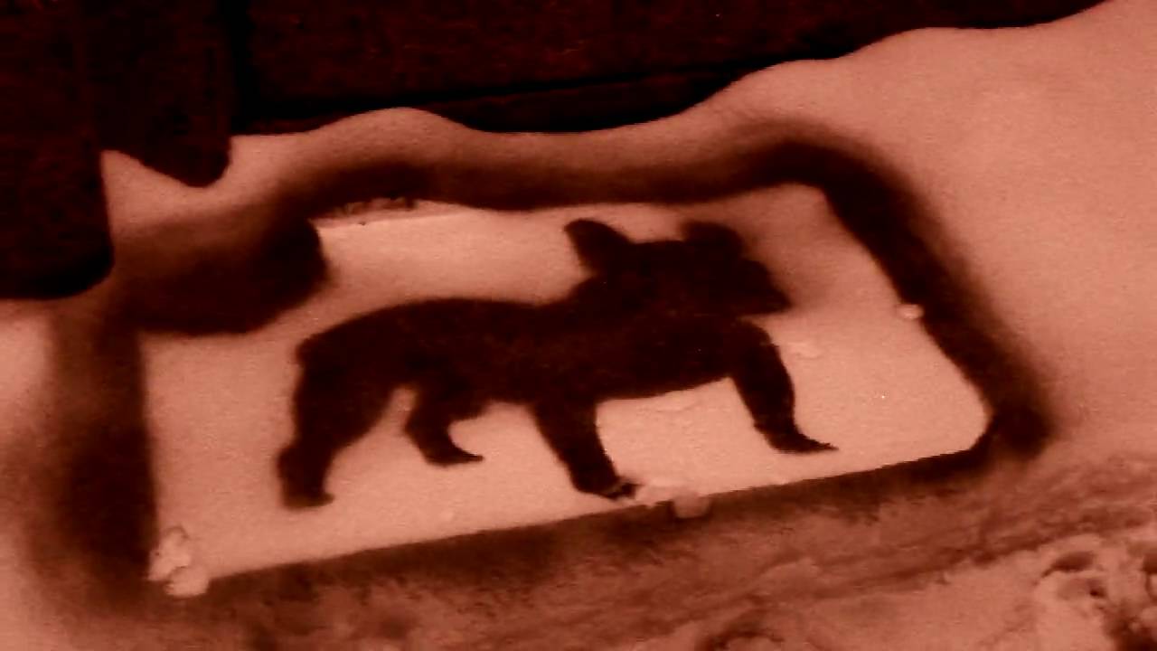 Guerilla Marketing von Loupus - Snow Branding in Leipzig (Coupons mit Biss)