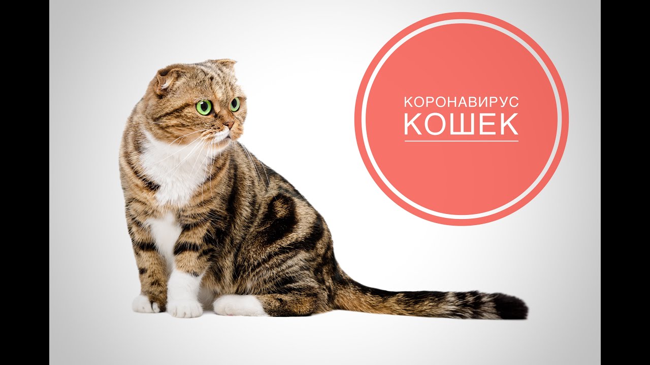 Короновирус кошек