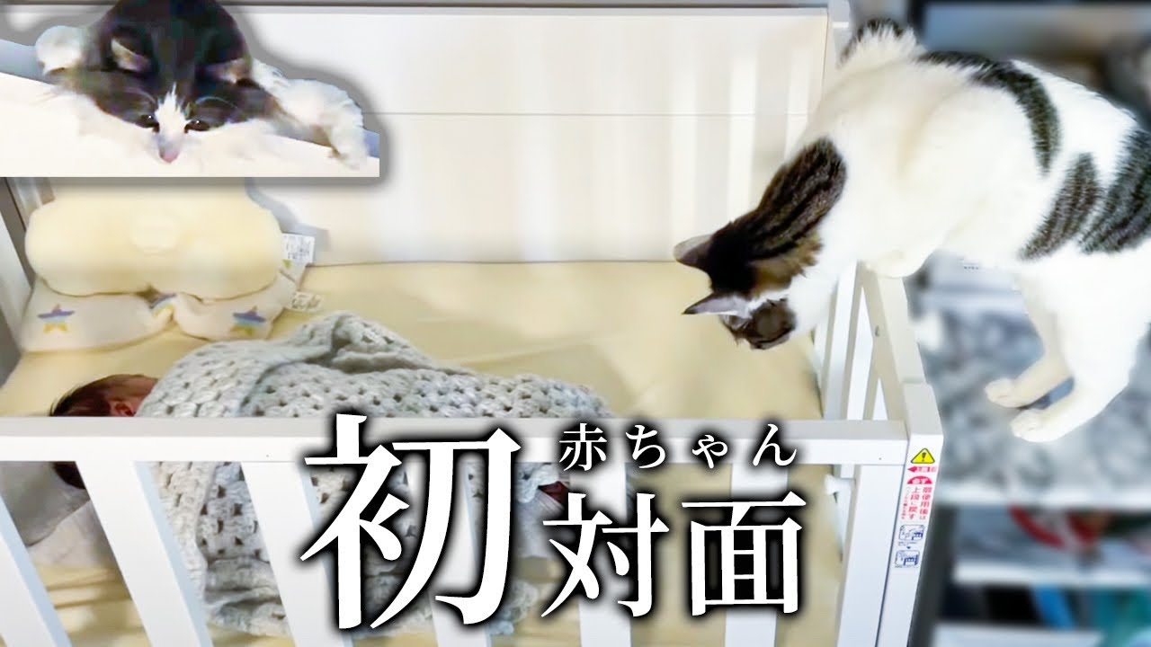 初めて赤ちゃんを見た猫の反応は？！【ノルウェージャンフォレスト】